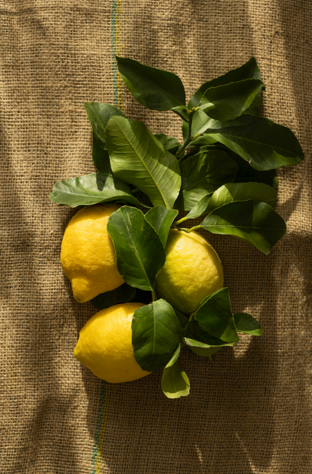 Signature Olive Lemon 12 oz scented candle