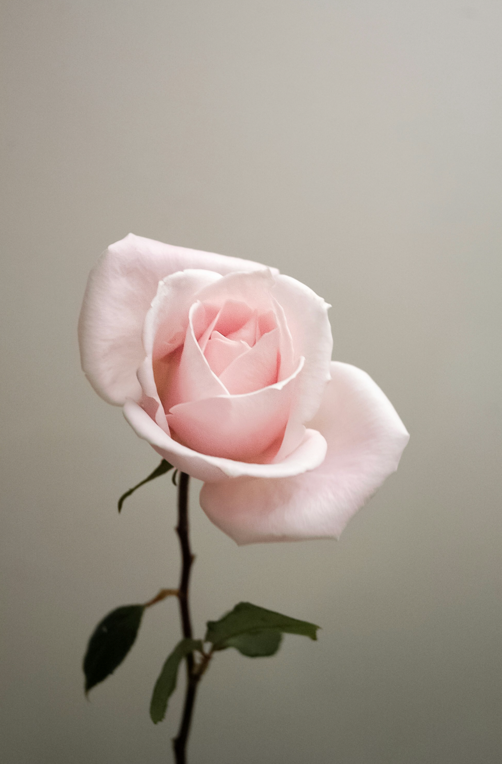 Beautiful Sweet Rose 100 ml Eau de Toilette