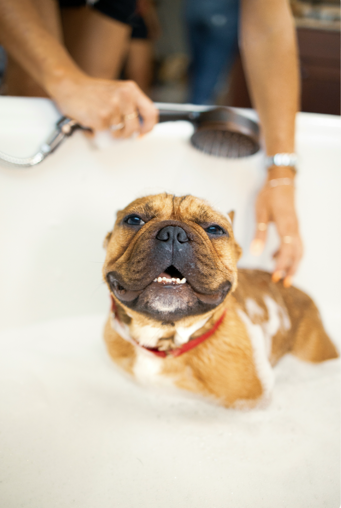 Beautiful Sand + Paws Pet Shampoo & Conditioner - Sweet Honey